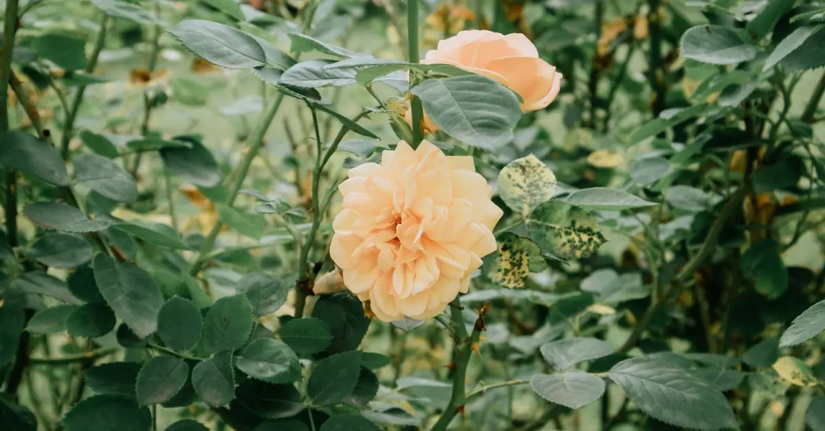Guide d'Achat Zéro Déchet pour le Jardinage Écologique