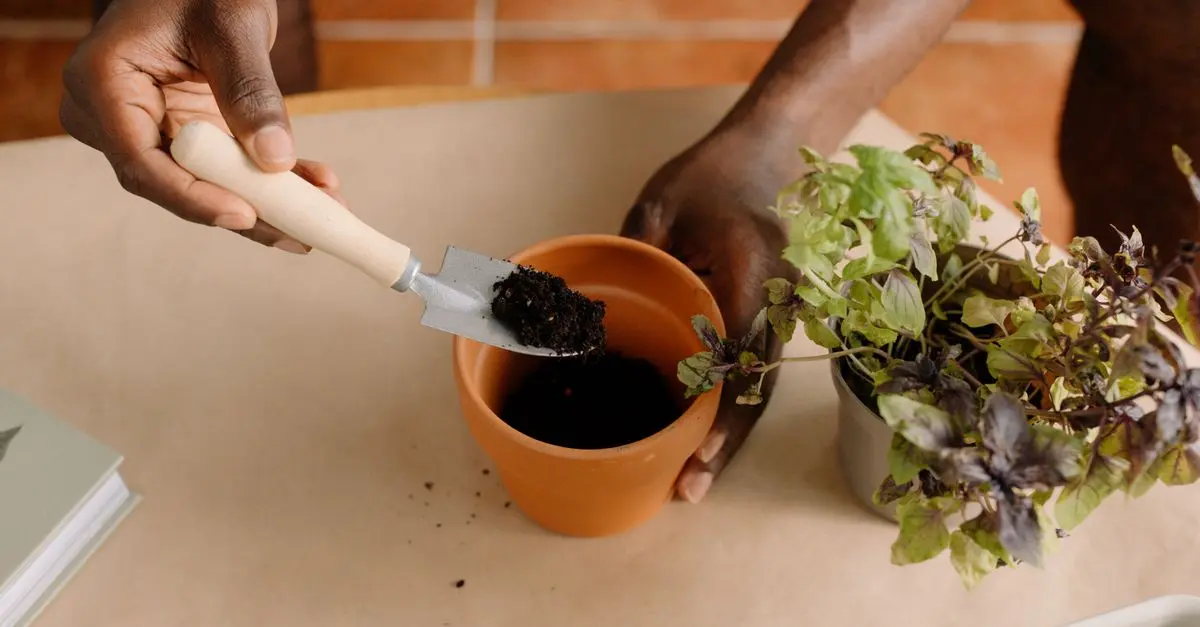 Le meilleur terreau pour potager sur balcon