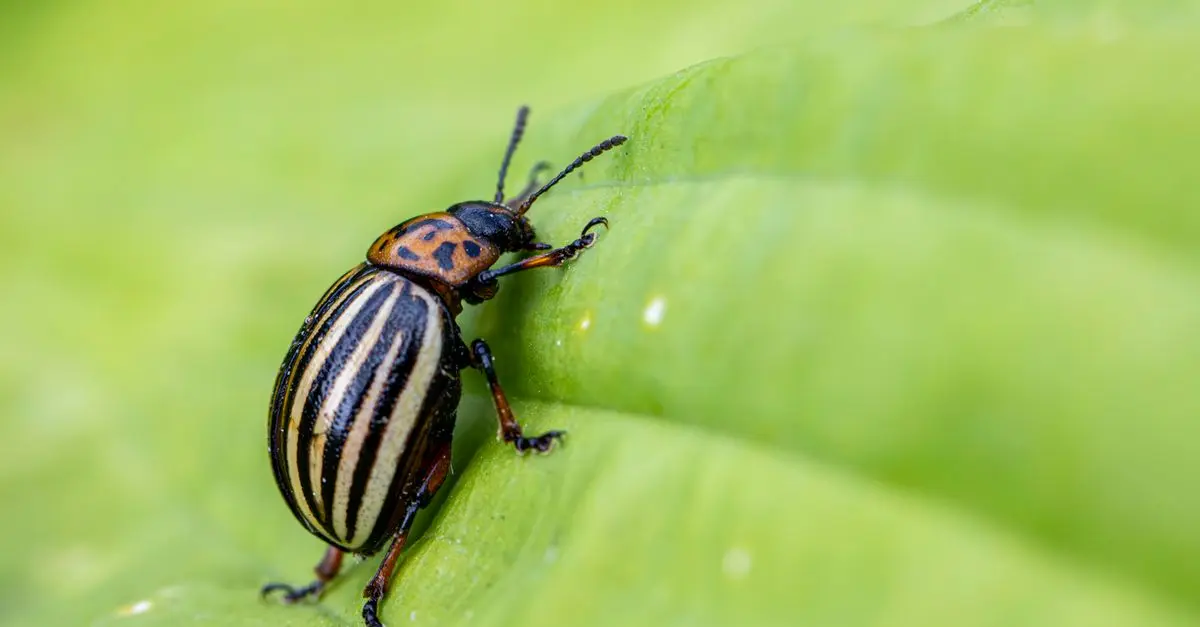 Insecticides naturels : protections efficaces pour votre jardin