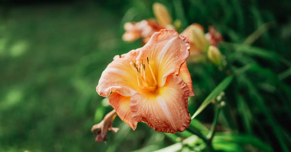 Meilleures jardinières pour balcon : guide d'achat complet