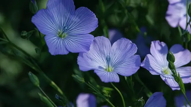 Choisir le meilleur pot de fleurs pour balcon